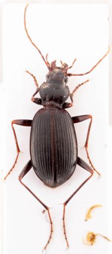 Nebria lafresnayi
